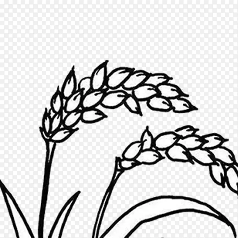 籼稻杂交稻禾谷扫帚-农耕栽培的小麦