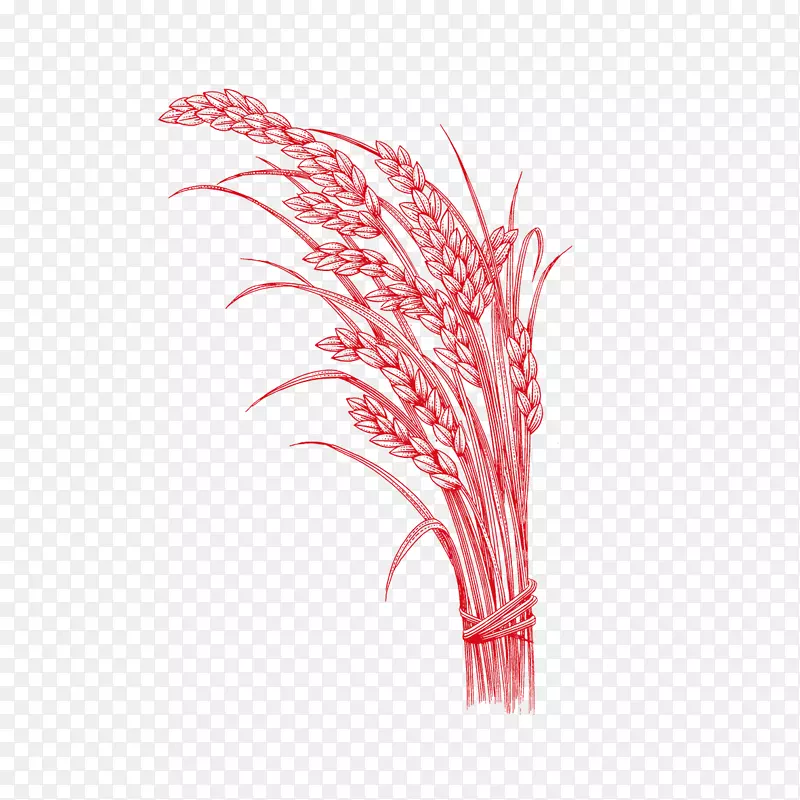 水稻红小麦序列