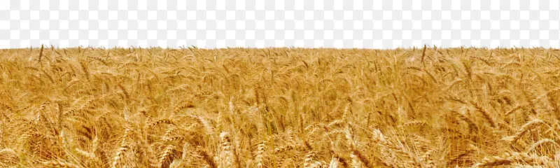 贝尔格莱德杜鲁姆博兹曼大天空描绘了黄金小麦收获季节