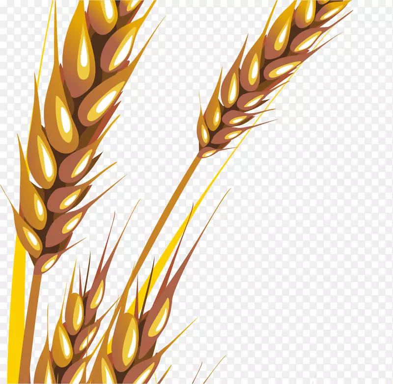 小麦纸名片Zazzle手绘小麦