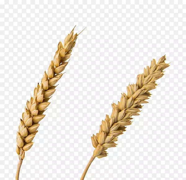 普通小麦-2系小麦硬粒小麦(Emmer Einkorn)