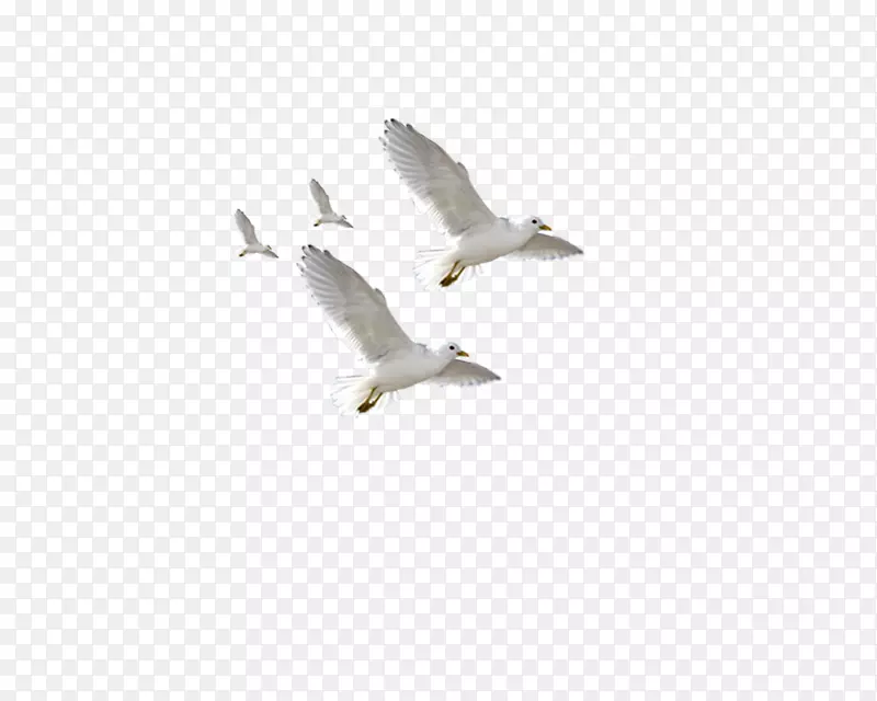 欧洲海鸥常见海鸥飞行鸟类海鸥