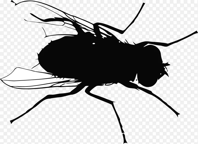 蝇蚊飞行-蝇轮廓