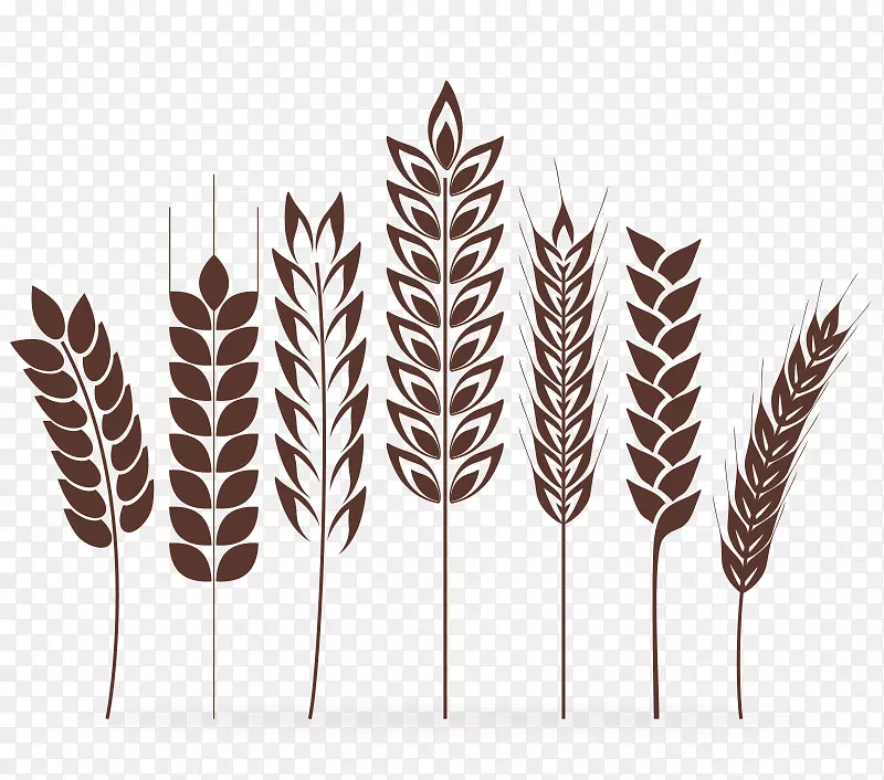 小麦谷类-手绘小麦