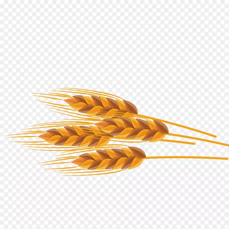 小麦计算机图标.小麦模型
