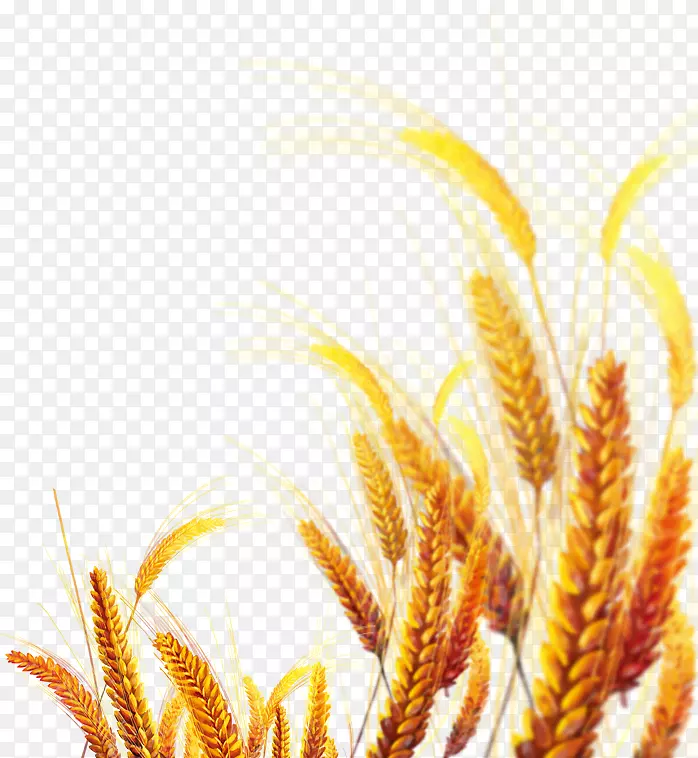 艾默尔黄金-创造小麦黄