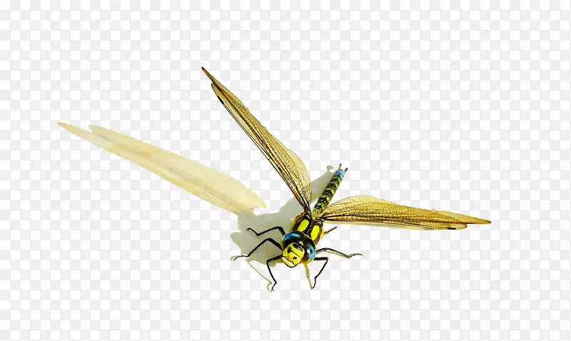 蜻蜓昆虫翅膀蝴蝶和蛾图