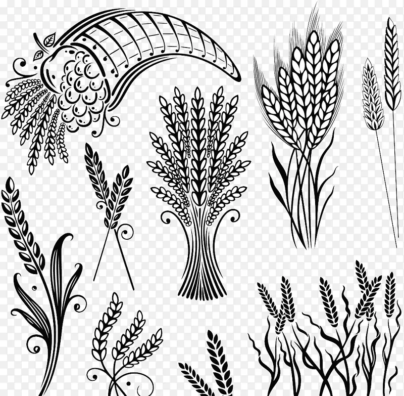 谷物插图.手绘小麦