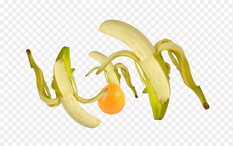 香蕉食品免费-果蝇