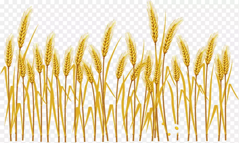 普通小麦麦穗插图.卡通小麦收获