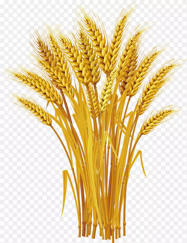小麦版税-免收穗剪艺术-黄色小麦收获