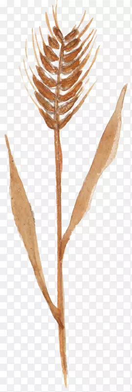秋麦作物手绘小麦