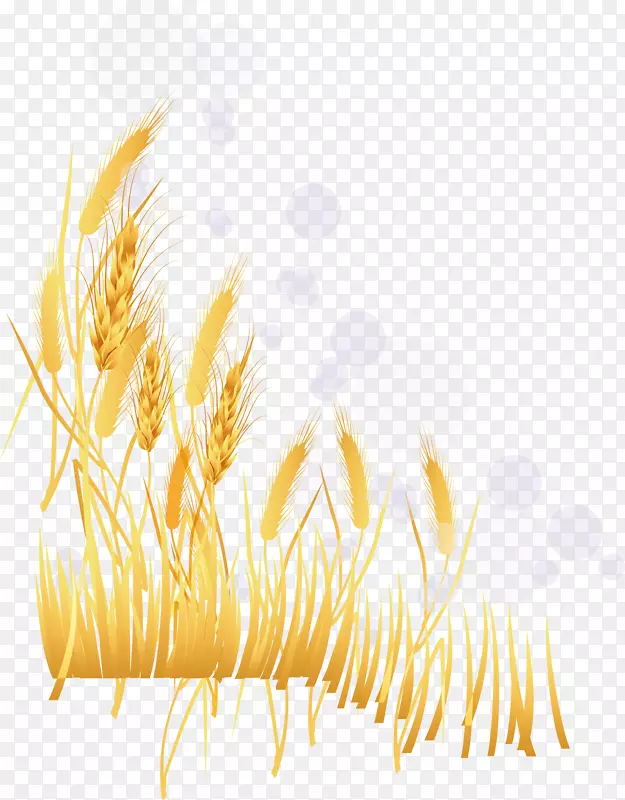 小麦插图.金色小麦
