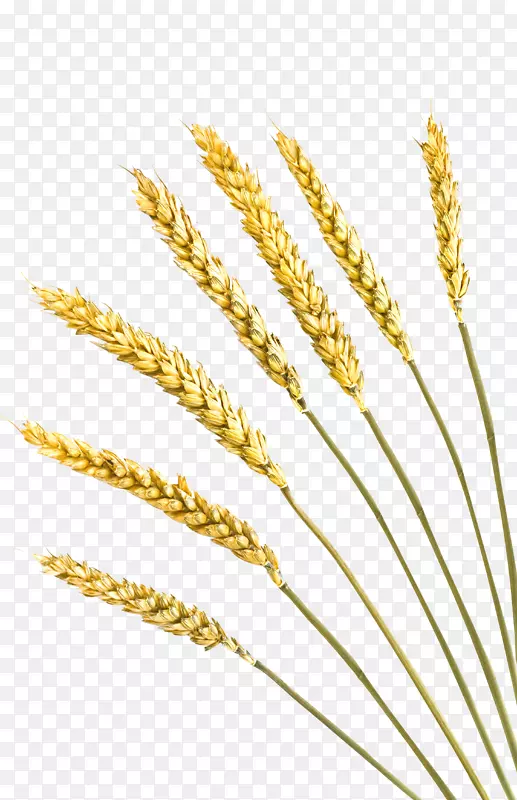 小麦、黑麦、面包、谷类、大麦作物-小麦