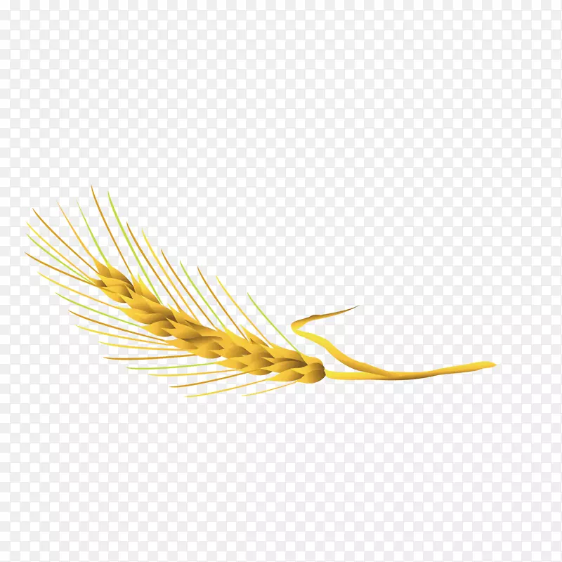 黄商品草科成熟小麦