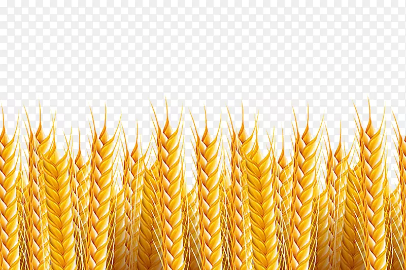 小麦砧木摄影插图.小麦背景