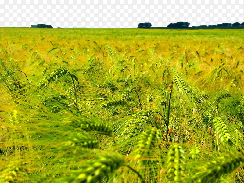 山东中农业联合生物技术有限公司-黄色小麦