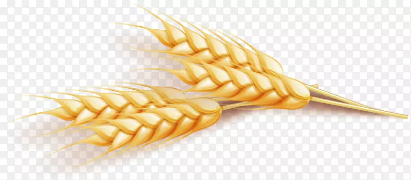 小麦欧式计算机文件-小麦