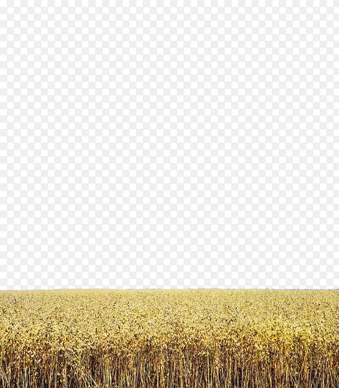 小麦收获草地黑麦作物-小麦