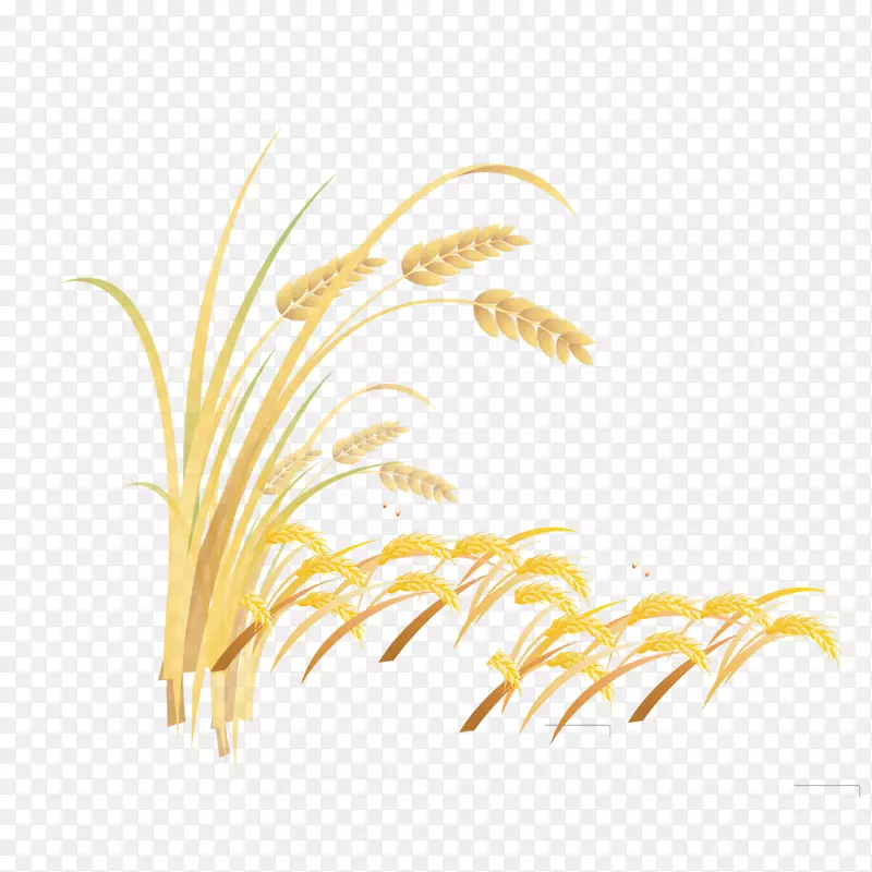 禾本科稻谷字体-小麦序列