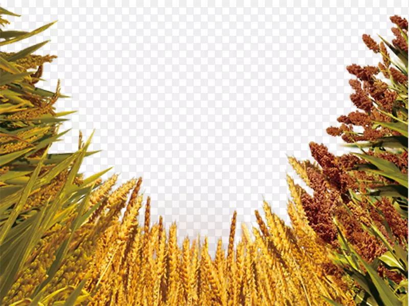 作物小麦大麦五粒小麦作物图像