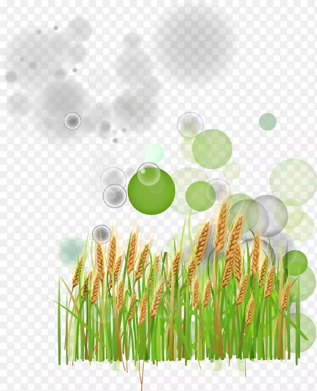 绿色小麦-绿色小麦