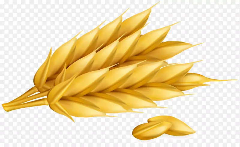 小麦谷类作物计算机图标耳载体小麦