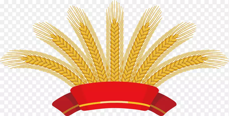 普通小麦穗夹艺术-红丝带小麦收获