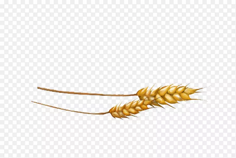 禾本科商品-黄小麦