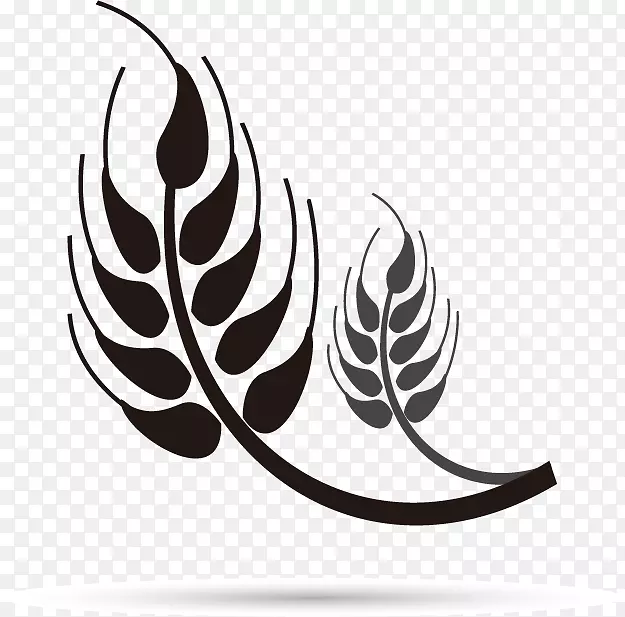普通小麦穗荞麦黑设计载体材料小麦