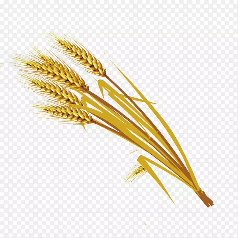 小麦硬粒-小麦材料