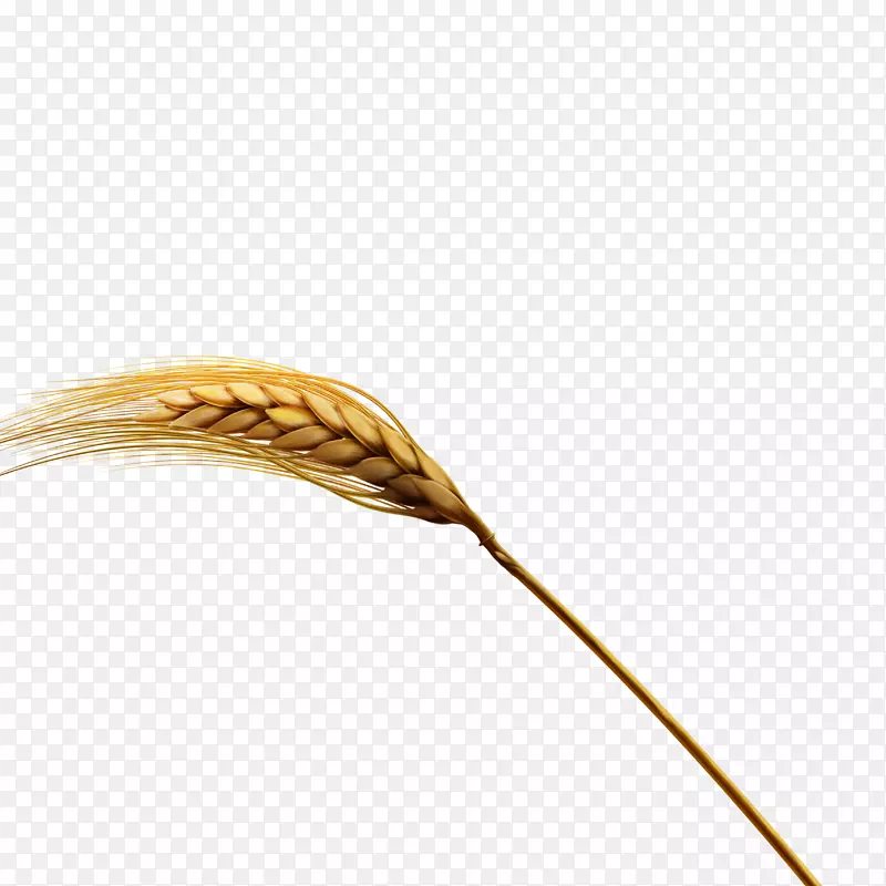 胚珠化学元素-新生小麦