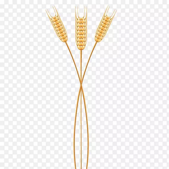 禾本科商品-三种小麦