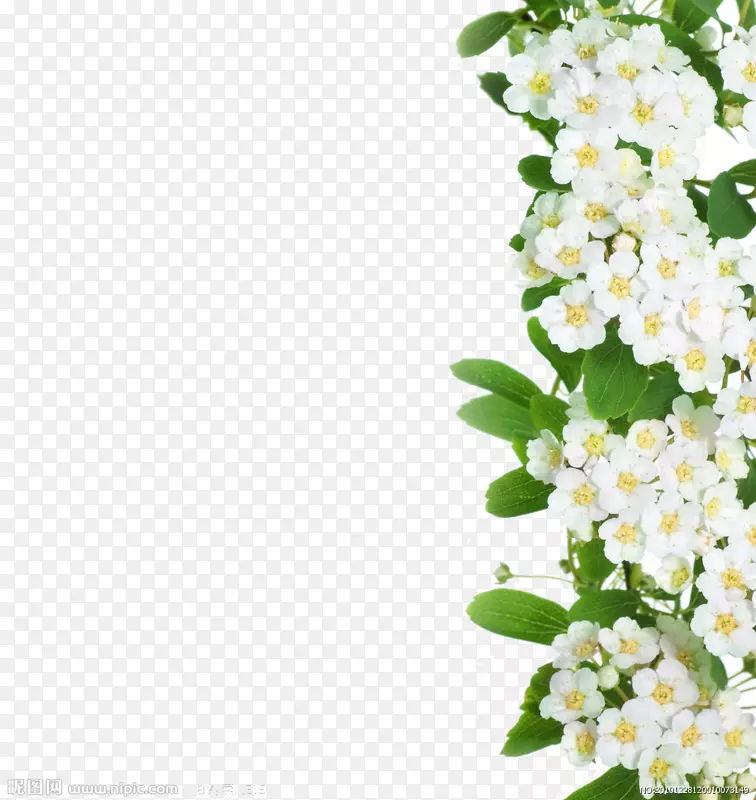 切花-一朵白花