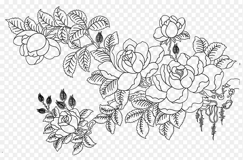 罗莎多花素描花卉素描