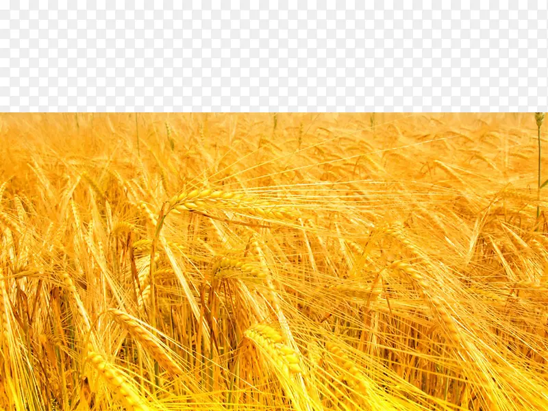 浅黄色波长-小麦的气息