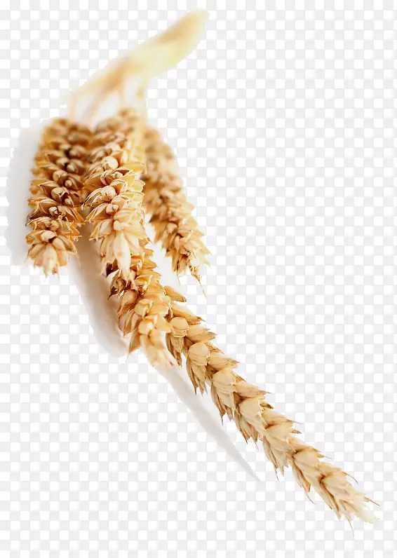 黄谷类作物-小麦