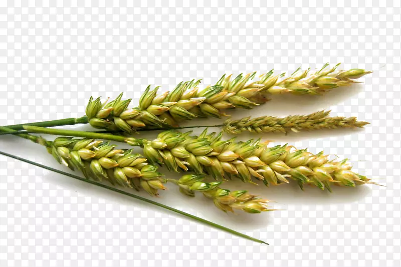 小麦绿色谷物胚芽绿小麦
