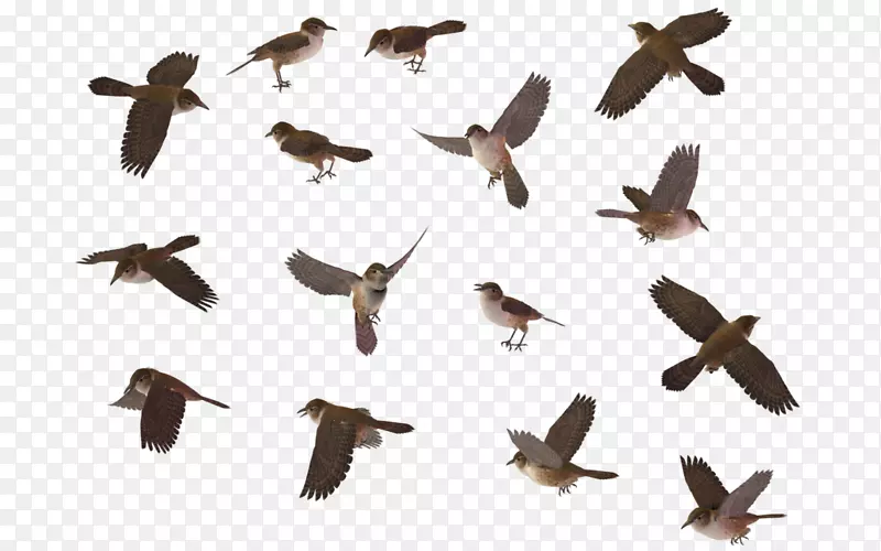 鸟鸣室麻雀-燕雀PNG透明图像