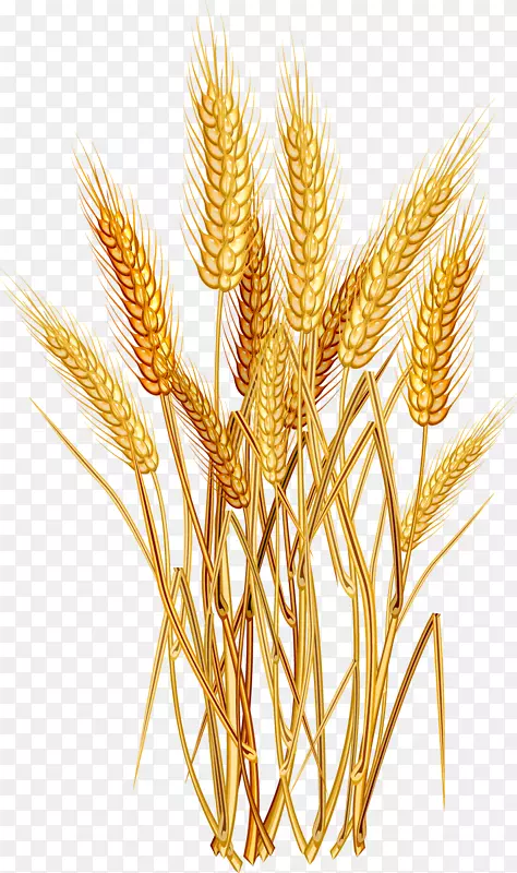 普通小麦麦穗夹艺术卡通小麦