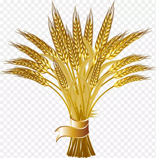 普通小麦标志穗夹艺术.小麦束
