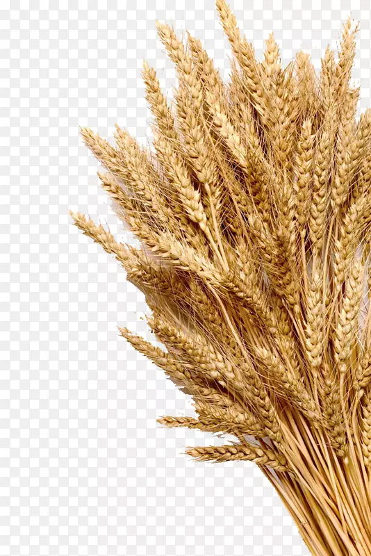 小麦穗粒全麦库摄影.成熟小麦