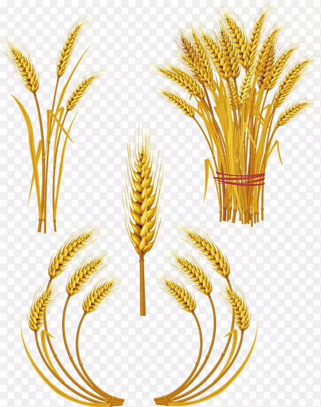 小麦版税-免收耳夹艺术.手绘卡通食品小麦