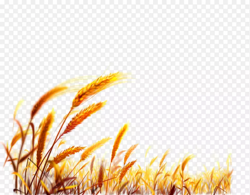 小麦桌面壁纸收获-小麦