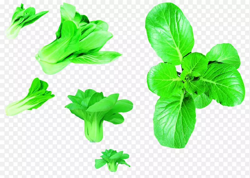 罗勒中餐治疗膳食纤维甘薯青菜
