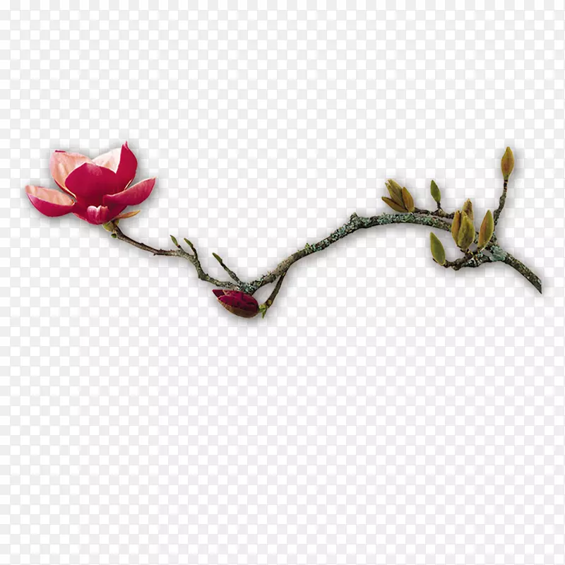 粉色樱花枝头绽放