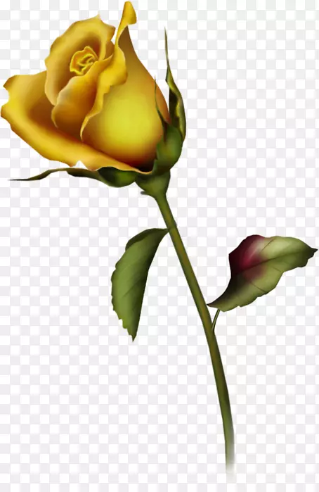 玫瑰黄色免费内容剪辑艺术-花蕾剪贴画