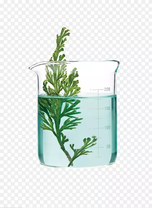 水生植物玻璃科学绿色植物玻璃