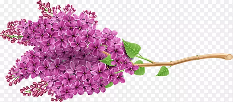 紫丁香紫色花