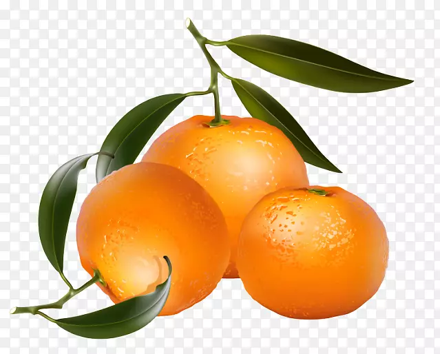 柠檬橙剪贴画.橘子图片